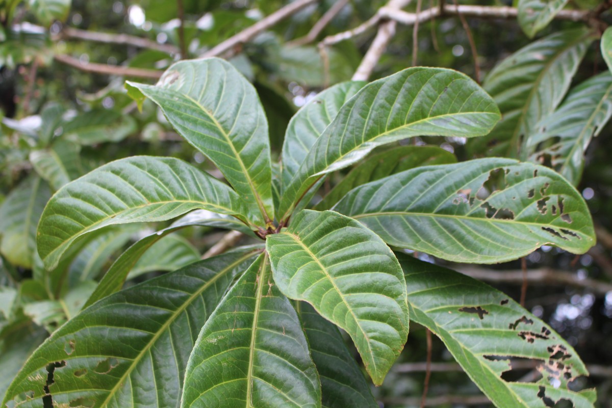 Barringtonia racemosa (L.) Spreng.